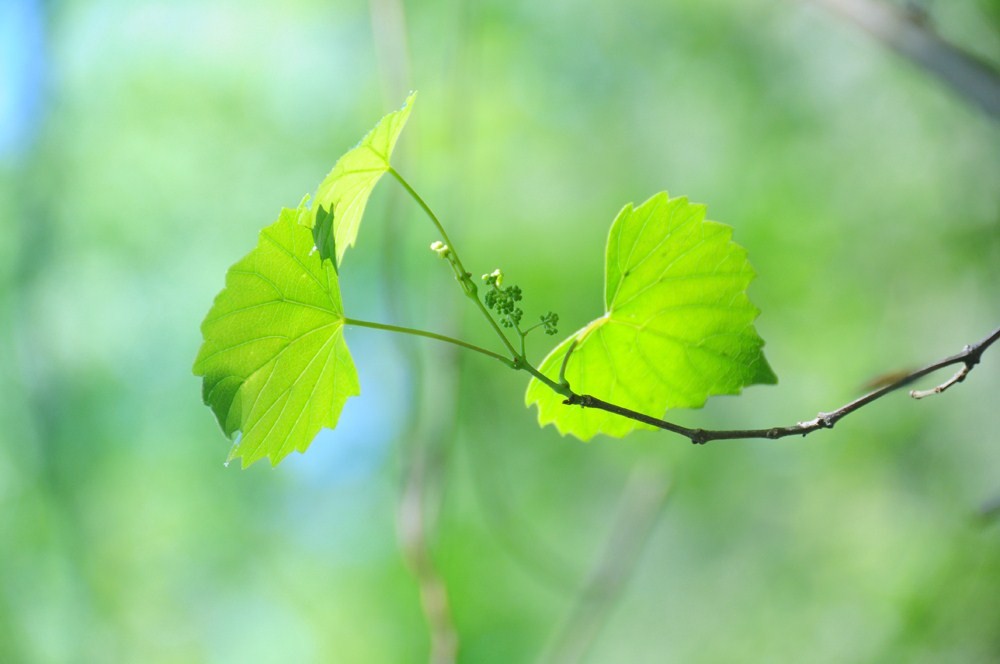 green-leaf-3